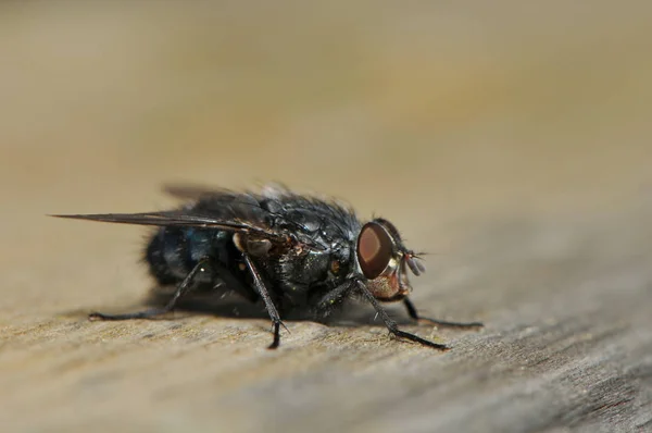 Primer Plano Una Mosca — Foto de Stock