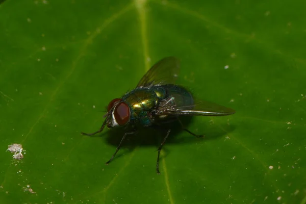 Close Neomyia Cornicina True Fly — стоковое фото