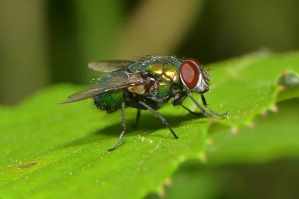 Primer Plano Una Neomiia Cornicina Mosca Verdadera — Foto de Stock