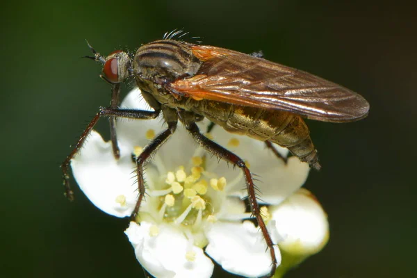 Gros Plan Une Mouche — Photo