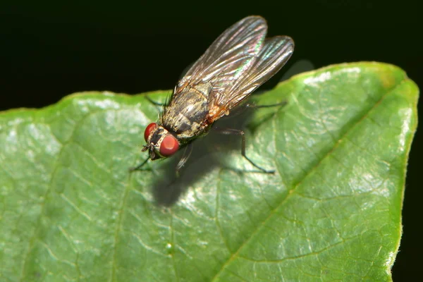 Fechar Uma Mosca — Fotografia de Stock