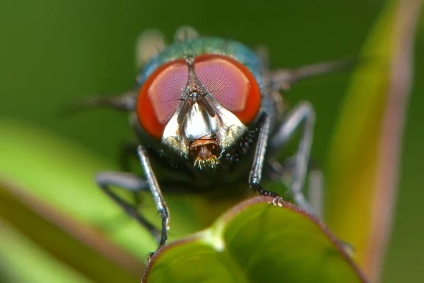 Close Uma Neomyia Cornicina Mosca Verdadeira — Fotografia de Stock