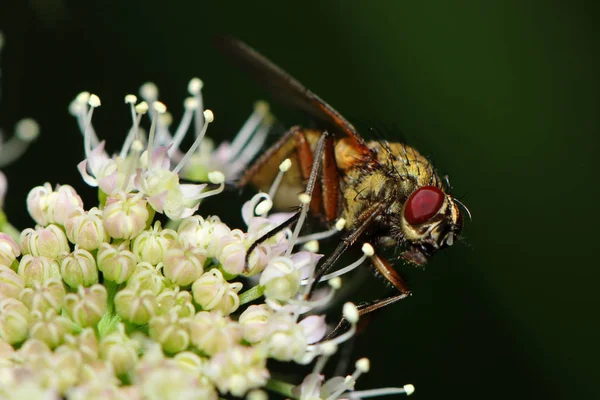 Primer Plano Una Mosca —  Fotos de Stock