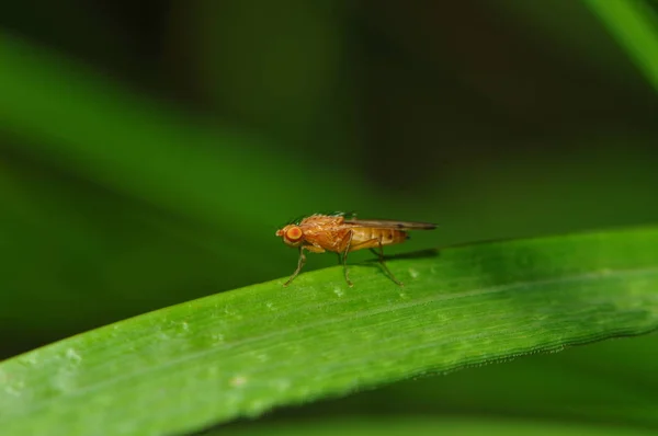 Nahaufnahme Einer Fliege — Stockfoto