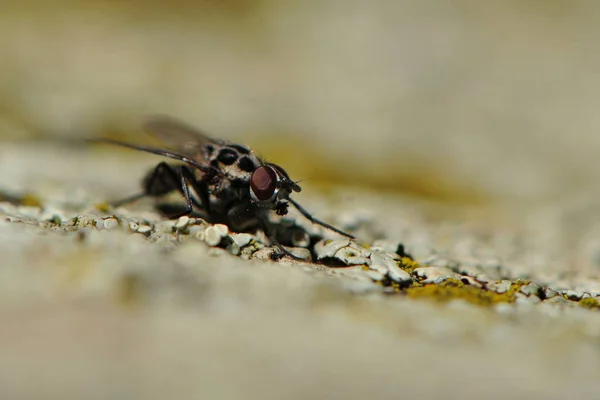 Detailní Záběr Mouchu — Stock fotografie