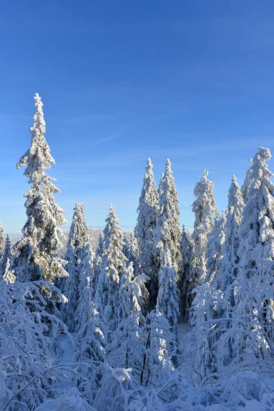 Winter Landscape Winter Sport Snow Snowy Landscape Head — Stock Photo, Image