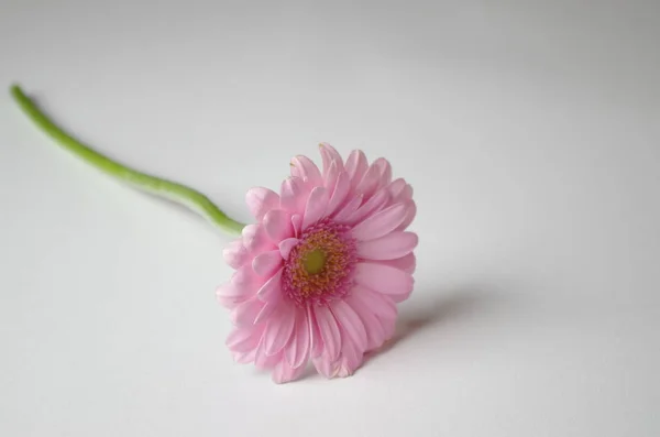 Gerbera Çiçek Yaprakları Flora — Stok fotoğraf