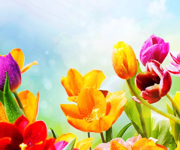 Tulipanes Colorido Gotas Cielo — Foto de Stock