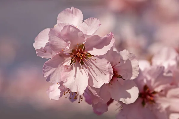Roze Witte Bloemen Van Echte Zoete Amandelpruim Dulcis — Stockfoto