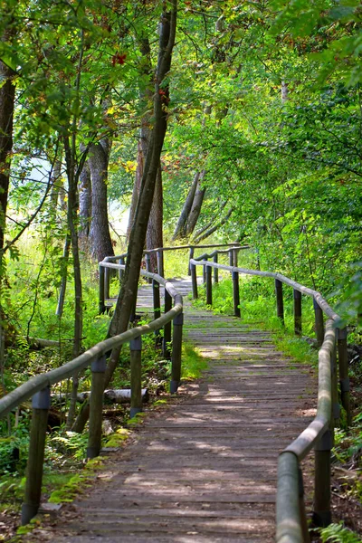 Forest Swabian Alb Schopfloch — Stock Photo, Image