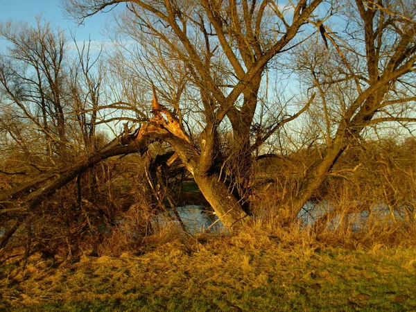 Drzewo Parku — Zdjęcie stockowe