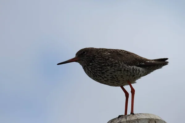 Vue Panoramique Sur Bel Oiseau Chevalier — Photo