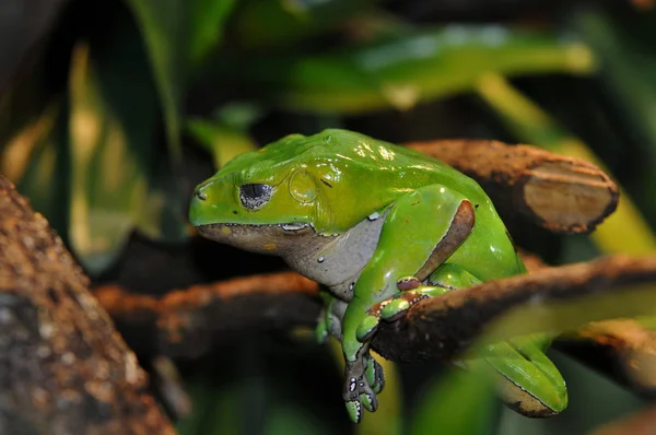 Vahşi Kurbağanın Yakın Görüntüsü — Stok fotoğraf