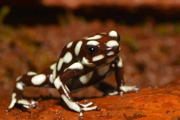 Blick Auf Den Exotischen Frosch — Stockfoto