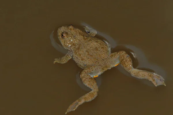 Nahaufnahme Eines Frosches — Stockfoto