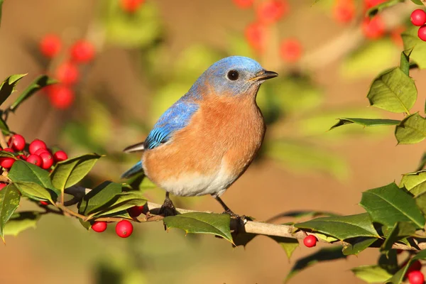 Merle Bleu Est Sialia Sialis Mâle Perché Dans Houx — Photo