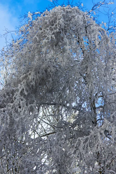 Impressões Inverno Sauerland — Fotografia de Stock