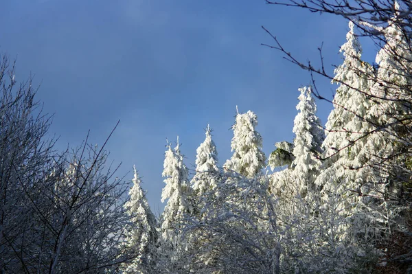 Зимові Враження Квасолі — стокове фото