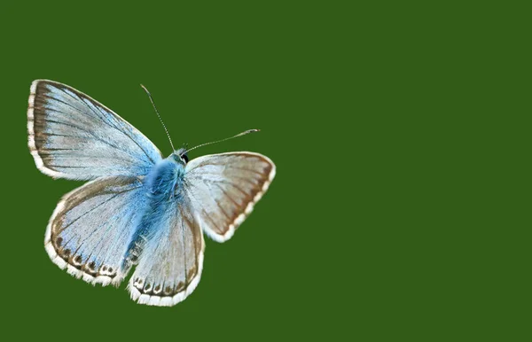 Silbergrüner Blauvogel Polyommatus Coridon Vor Grünem Hintergrund — Stockfoto