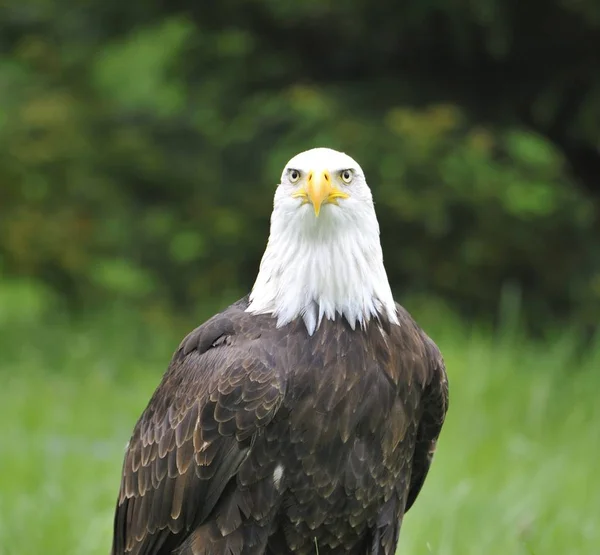 Águila Calva Alemania — Foto de Stock
