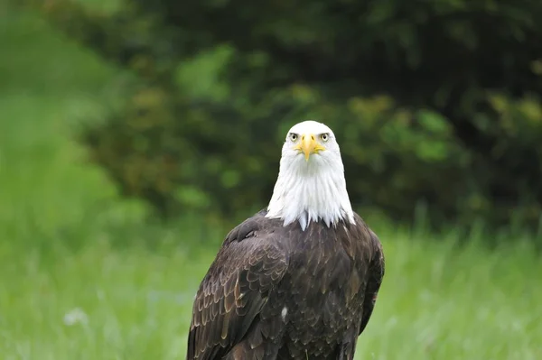 Aquila Calva Germania — Foto Stock