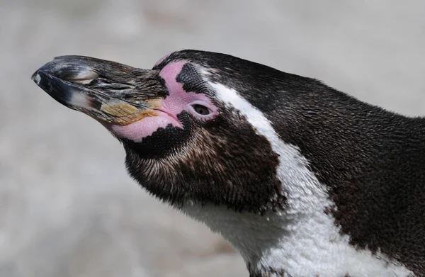 Vacker Utsikt Över Söta Pingvinfåglar Naturen — Stockfoto