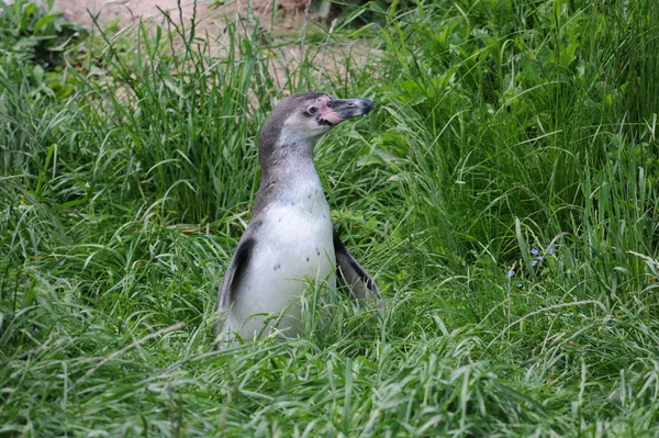 Vista Panorámica Las Aves Pingüinos Lindos Naturaleza — Foto de Stock