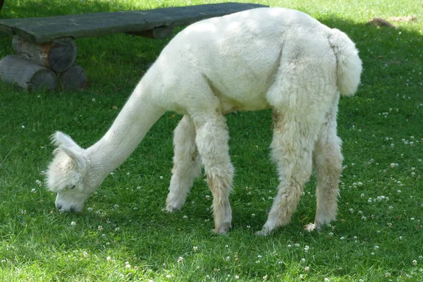 Drôle Alpaga Animal Mammifère Sauvage — Photo