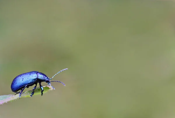 Metal Blue Shiny Leaf Beetle Oreina South Tyrol — Photo