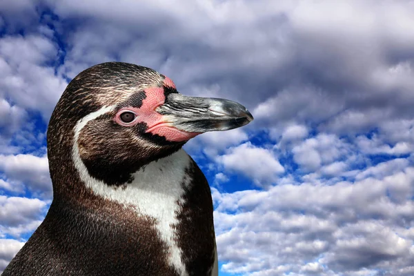 青い白い雲の空の前のフンボルトペンギン シュフェナスキス フンボルト — ストック写真