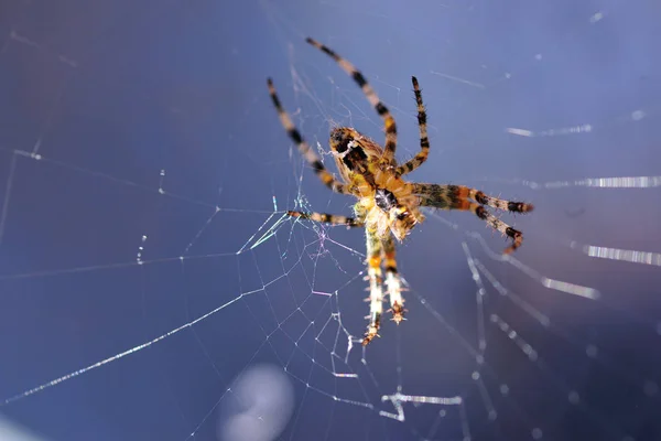 Örümcek Örümcek Örümcek Ağı Iplikler Mavi Arkaplan Ağdaki Örümcek — Stok fotoğraf