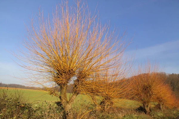 Der Wintersonne Leuchtende Kopfweiden — Stockfoto