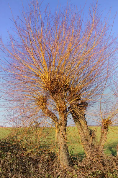 Tesori Decapitati Salici Impollinati Sotto Sole Invernale — Foto Stock