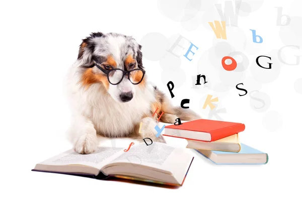Netter Hund Sitzt Und Liest Buch — Stockfoto