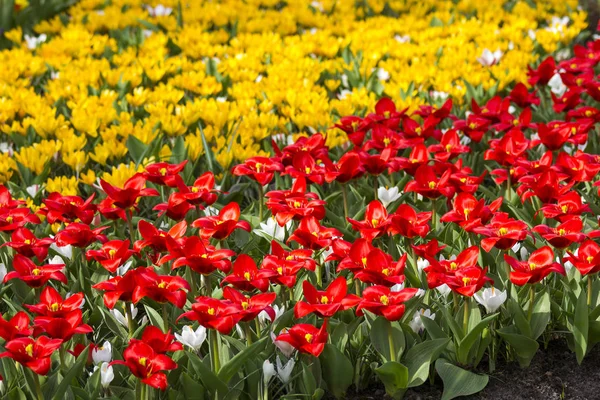 Keukenhof Bahçesi Nde Güzel Çiçekler — Stok fotoğraf