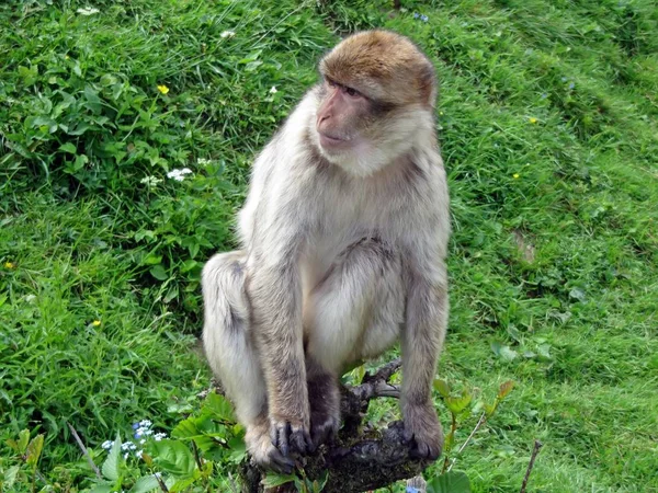 Monos Simios Animales Primarios — Foto de Stock