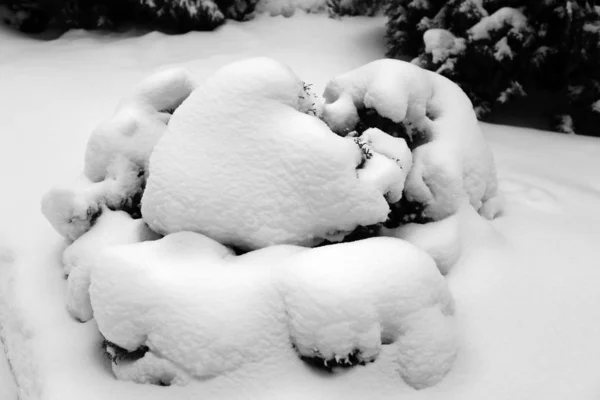 Árvore Natal Verde Neve Mosteiro Novospassky Moscou — Fotografia de Stock