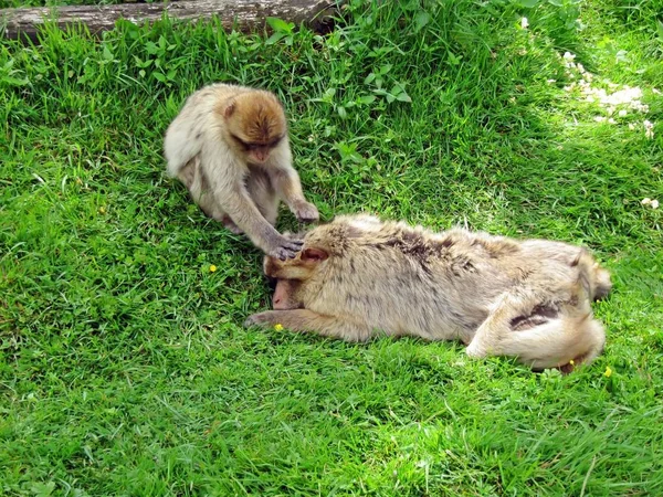 Großaufnahme Von Tier Zoo — Stockfoto