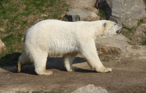 白色北极熊掠食者 — 图库照片