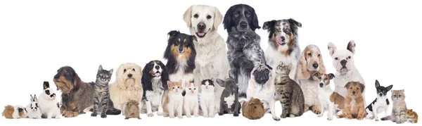 Group Pets Isolated White — Stock Photo, Image