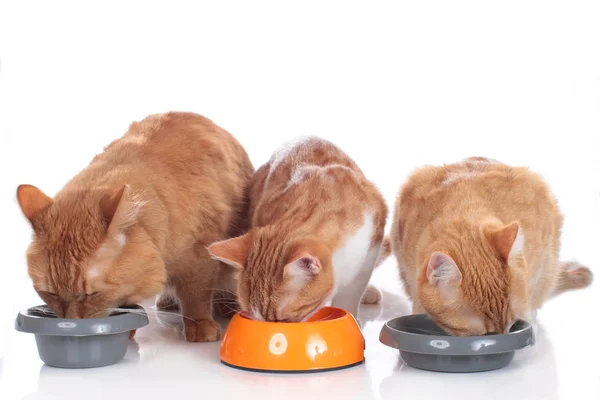Tres Gatos Recipiente Alimenticio Aislado —  Fotos de Stock