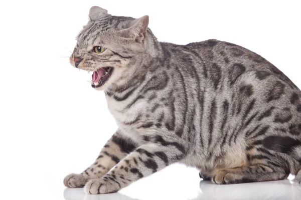 Spottande Bengal Katt Isolerad — Stockfoto