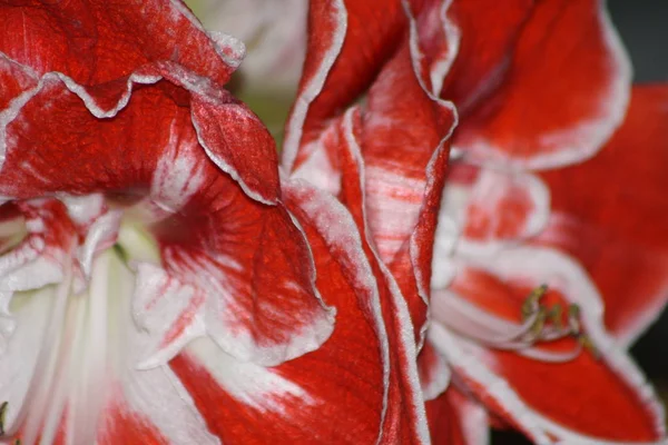 Kırmızı Beyaz Amaryllis — Stok fotoğraf