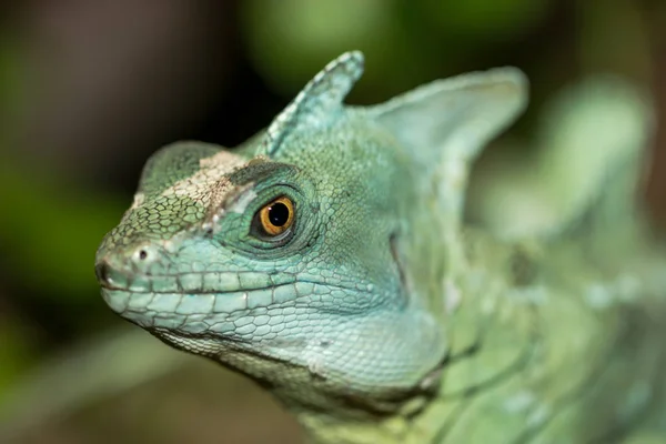 Exotische Hagedis Dier Leguaan Reptiel — Stockfoto