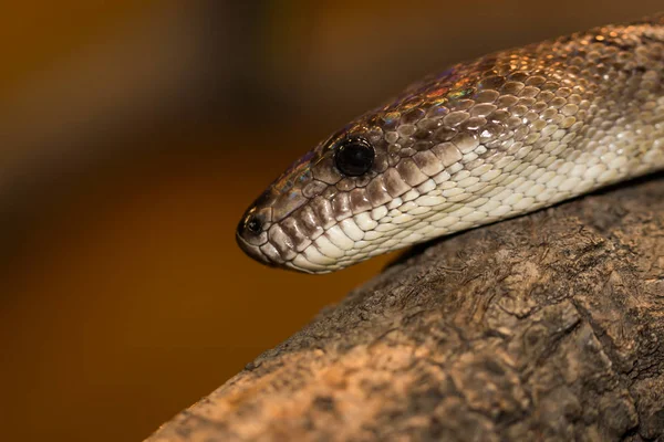 Cascavel Cobra Venenosa Animal — Fotografia de Stock