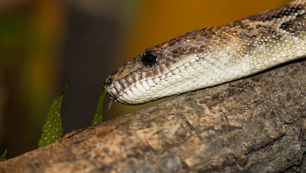 Perto Uma Cobra Floresta — Fotografia de Stock