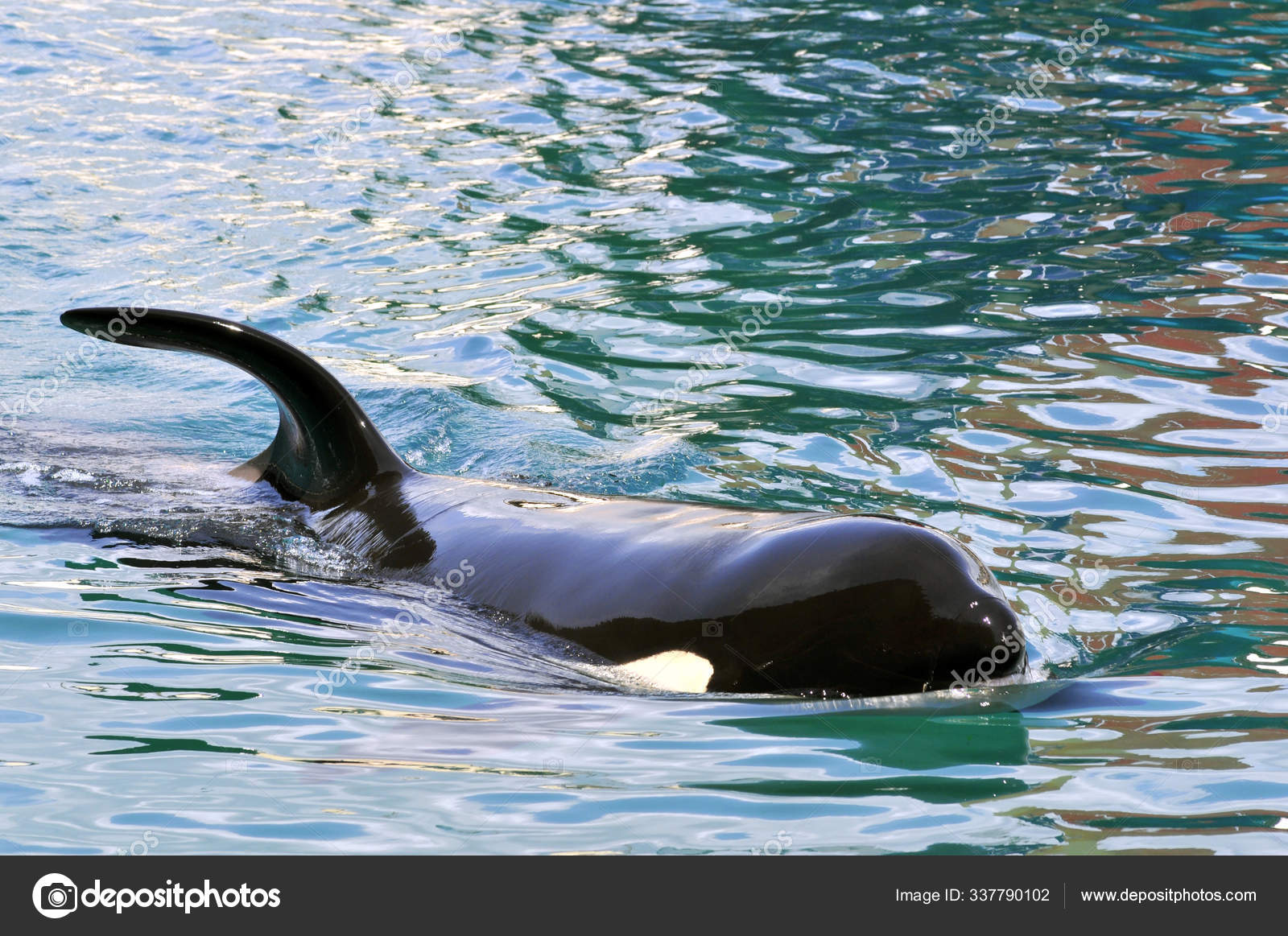 在蓝水中游泳的虎鲸Orcinus Orca ——图库图片© PantherMediaSeller #337790102