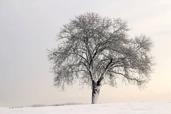 寒冷多雪的冬季背景 — 图库照片