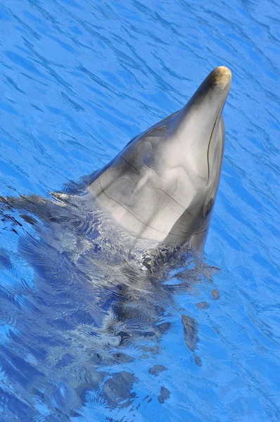 Fej Nézet Alulról Palackorrú Delfin Tursiops Truncatus Kék Vízben — Stock Fotó