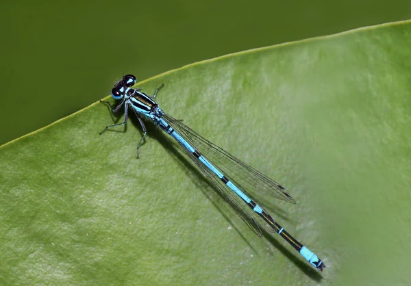 Odonata Mosca Lechera Flora Natural — Foto de Stock